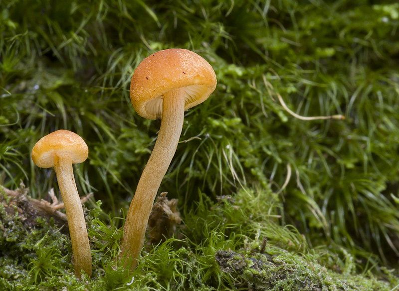 Gymnopilus bellulus